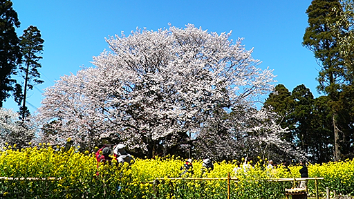 千葉おすすめの桜スポット市原の大俵の一本桜と菜の花の画像