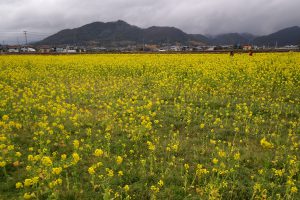 一面に広がる菜の花畑