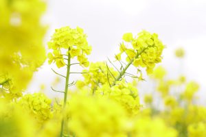 アップで撮影した菜の花