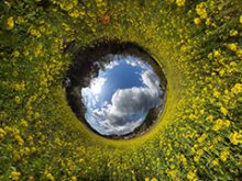 360度カメラで撮影した菜の花畑の風景