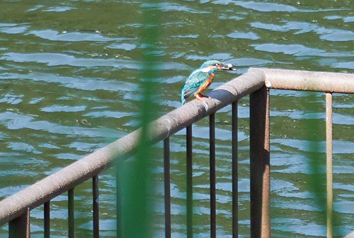 千城台野鳥観察園にいたカワセミの画像３