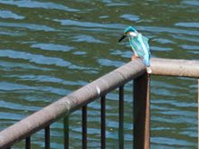 千城台野鳥観察園カワセミ＿サムネイル画像