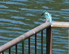 千城台野鳥観察園カワセミ＿サムネイル画像