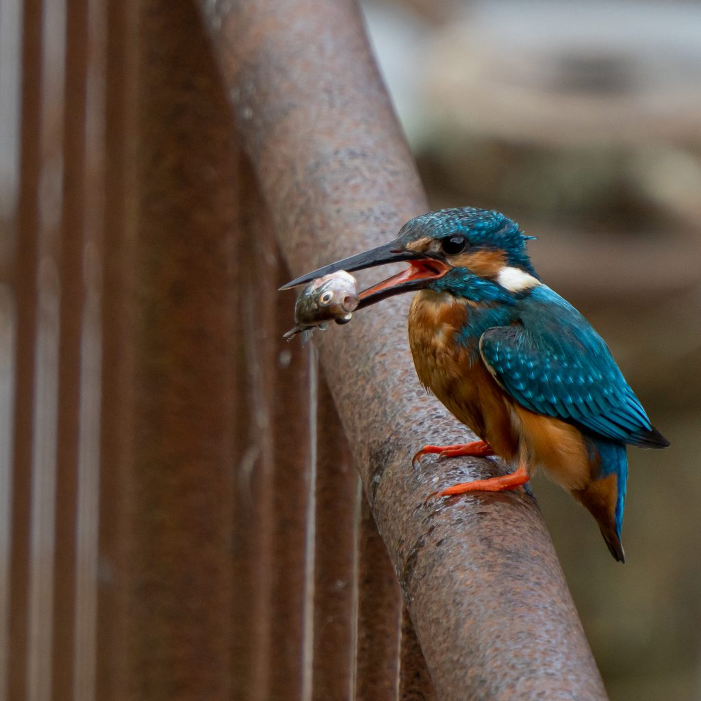 カワセミが魚をくわえている