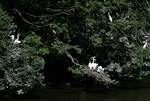 千城台野鳥観察園のサギがたくさんいる画像