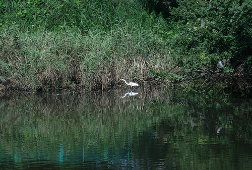 千城台野鳥観察園のシラサギの画像