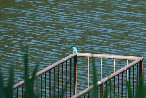 千城台野鳥観察園にいたカワセミの画像２