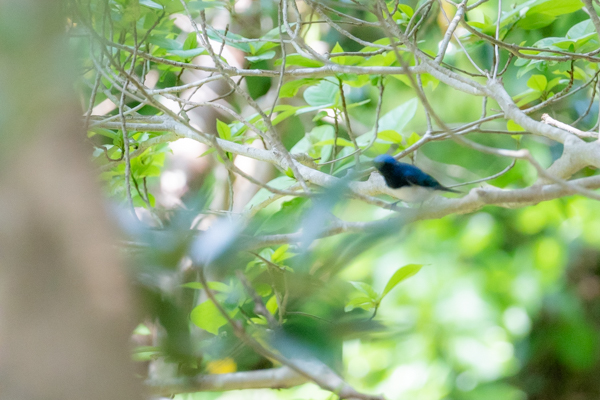 館山野鳥の森で出会ったオオルリのブレた画像1