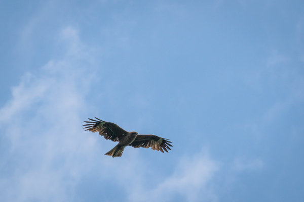 館山野鳥の森の絶景ハイキング_ピーヒョロ見晴台から撮れたトビの画像