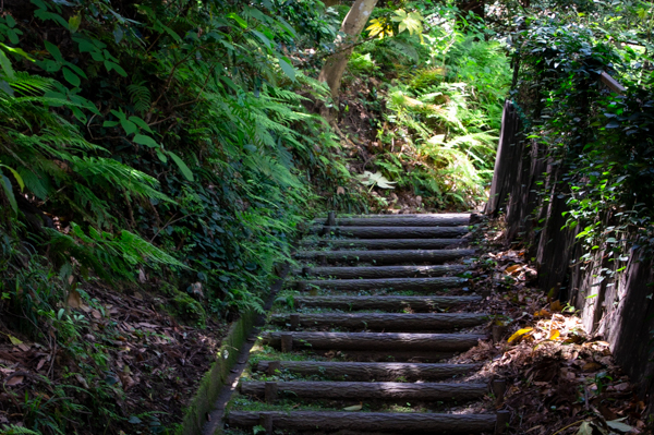 館山野鳥の森の整備された階段の画像