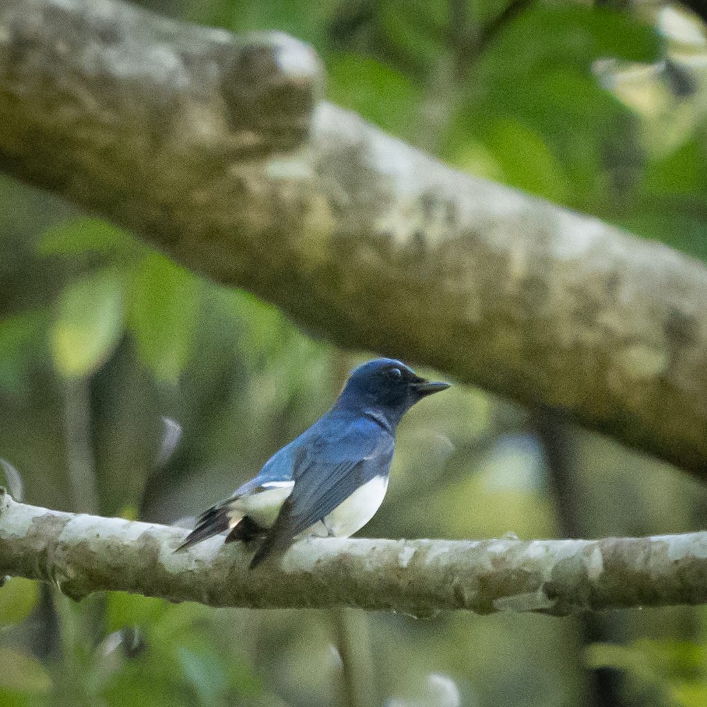 館山野鳥の森にいた別のオオルリの写真