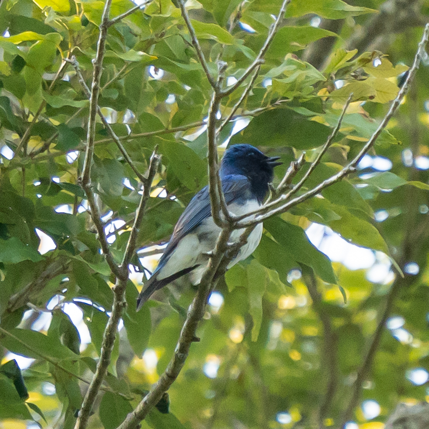 館山野鳥の森で撮れた口を開けたオオルリの写真
