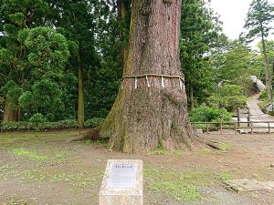 清澄の大杉 正面からの画像