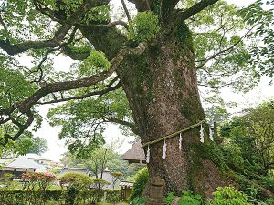 清澄の大杉 横からの画像