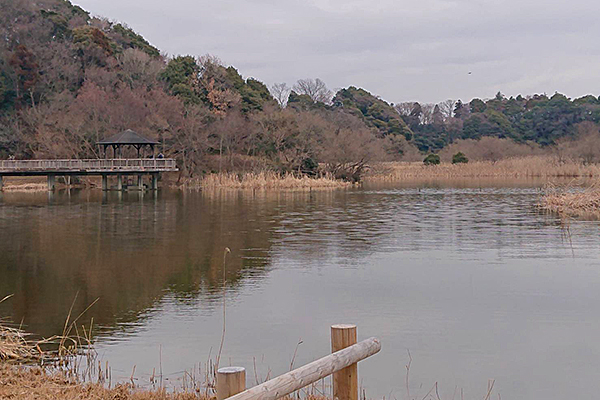 野鳥観察におすすめの松戸にある21世紀の森と広場の池の画像
