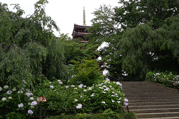 本土寺の撮影スポット＿五重の塔と紫陽花