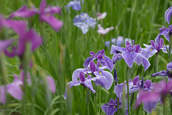 本土寺の花菖蒲も見頃を迎えます