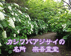 カシワバアジサイの名所宗吾霊堂のサムネイル