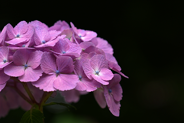 ピンクと黒のコントラストのある紫陽花の写真