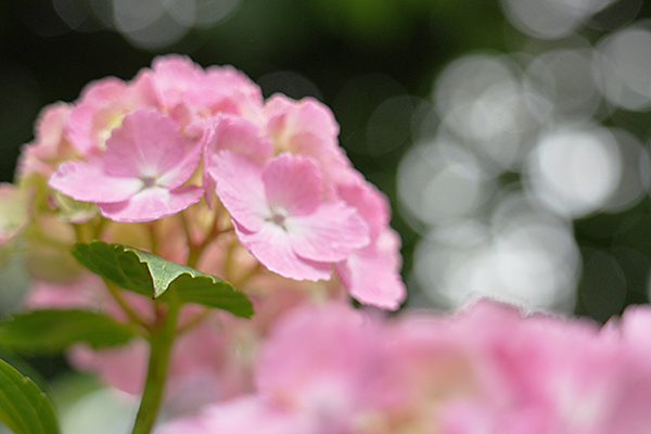 紫陽花と光の玉ボケを意識した写真