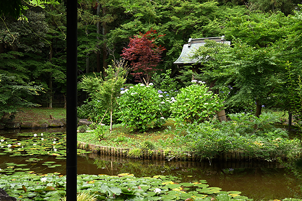 本土寺の弁天池の睡蓮の写真
