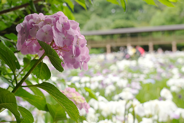本土寺の紫陽花と花菖蒲の写真