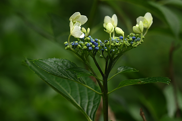 本土寺＿珍しい紫陽花