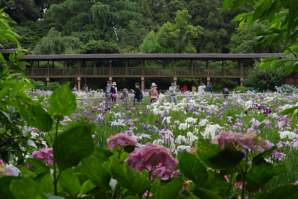 本土寺の紫陽花と花菖蒲が同時に見頃を迎えています。