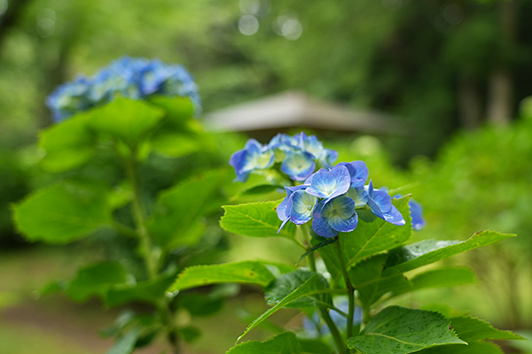 宗吾霊堂のあじさい園の東屋と紫陽花