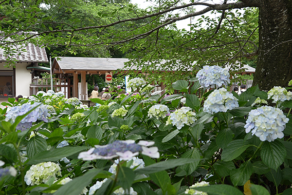 本土寺紫陽花出口