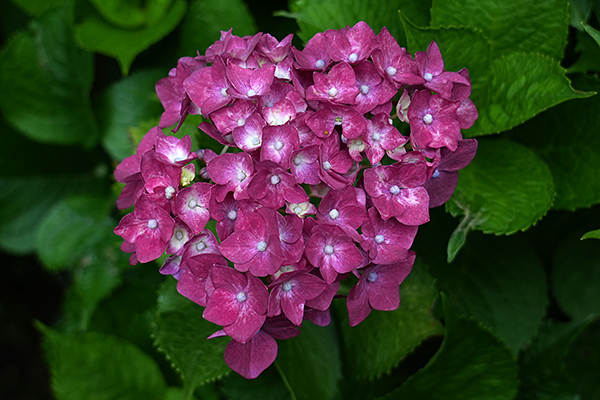 本土寺の紫陽花の俯瞰画像（赤紫色）