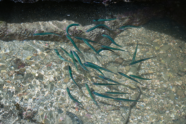 勝浦市の守谷海水浴場近くの岩場にいた緑色の魚の画像