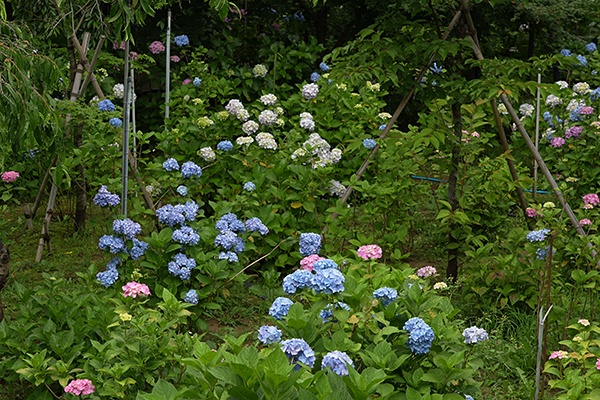 本土寺たくさんの紫陽花