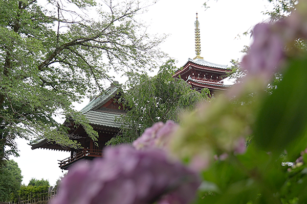 本土寺の五重の塔と紫陽花