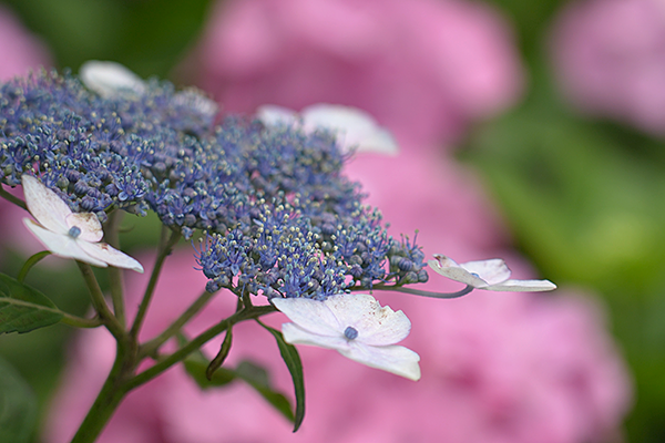 ガクアジサイとピンクの紫陽花のコントラストのある写真