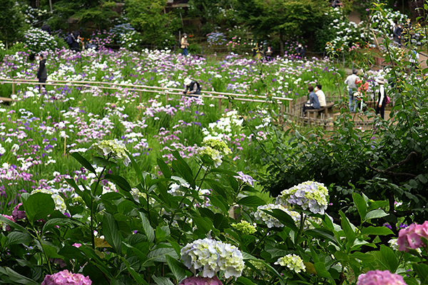本土寺＿紫陽花と菖蒲園人がたくさん