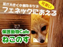 ねこのす＿サムネイル