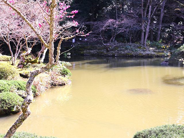 成田山公園の池と梅の画像