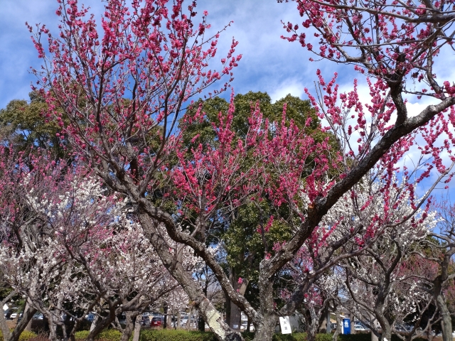 青葉の森公園の梅の画像