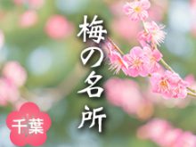 千葉県梅の名所サムネイル画像