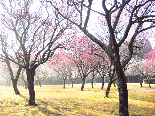 昭和の森の梅林の画像