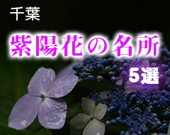 千葉アジサイの名所５選サムネイル画像