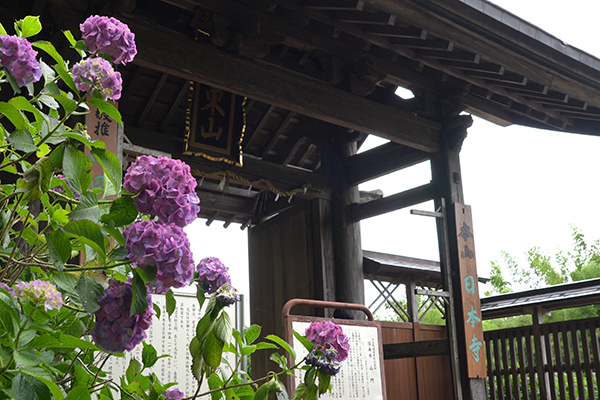 紫陽花の名所＿日本寺の山門