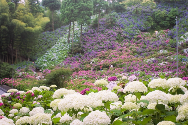 服部農園の見事な紫陽花の写真