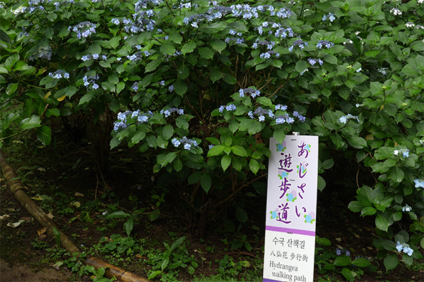 日本寺のあじさい遊歩道の看板