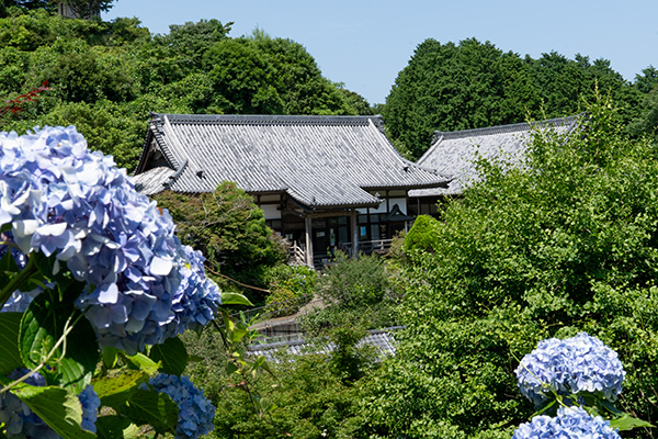 秘境のあじさい寺妙法生寺の写真