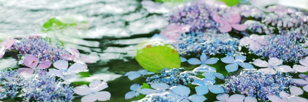 千葉県紫陽花の名所ブログトップ画像