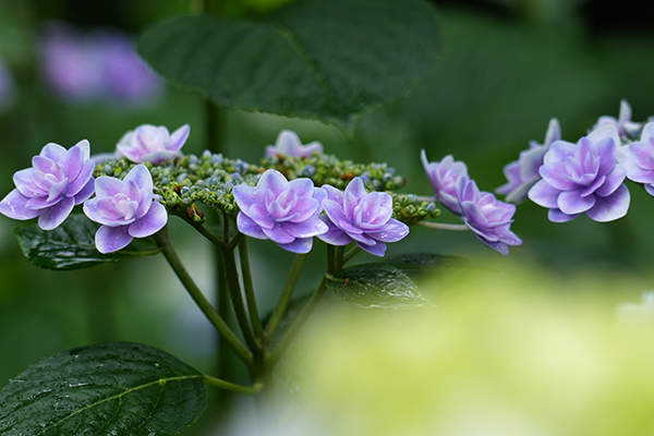 紫陽花のアップ画像２