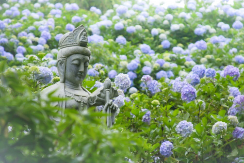 千葉秘境あじさい寺_麻綿原高原_妙法生寺の観音様とアジサイ