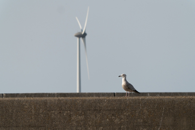 銚子漁港のカモメ